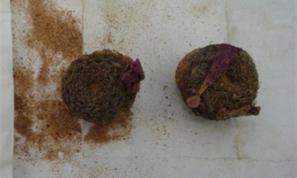 2015-1-26-1134kaktusy foto 3.jpg